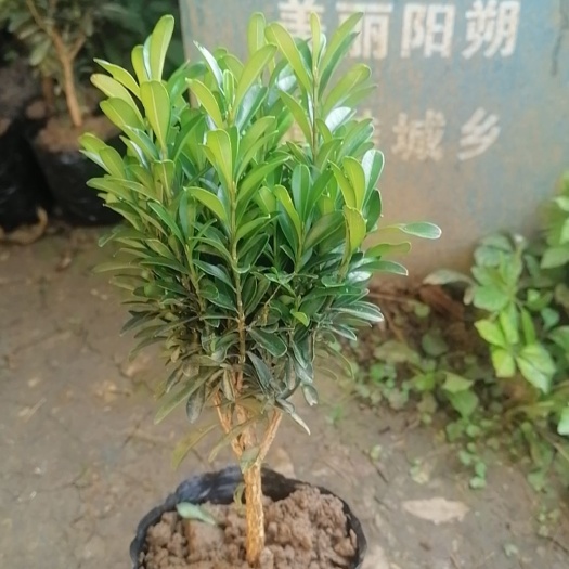 阳朔县雀舌黄杨苗