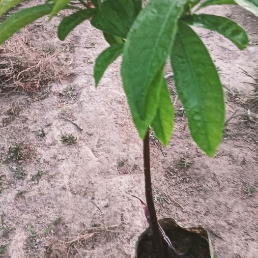普宁市耀堂仙桃蛋黄果苗