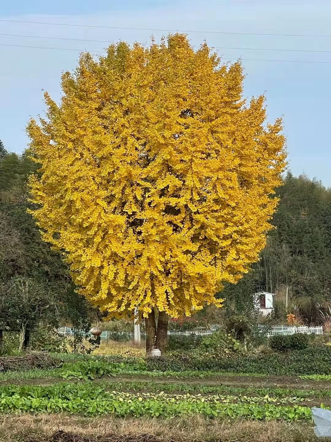 古银杏树，也是我国的国树，目前50到1米直径还有货源