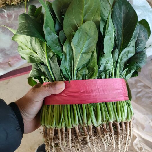 菠菜精品万亩菠菜 产地一手货源 对接各大批发市场 超市 电商