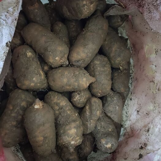 彝良县云南昭通小草坝乌天麻3个到4个一斤的