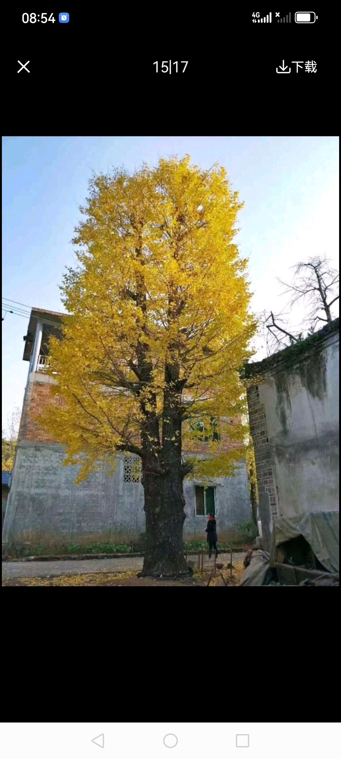 古银杏树，也是我国的国树，目前50到1米直径还有货源