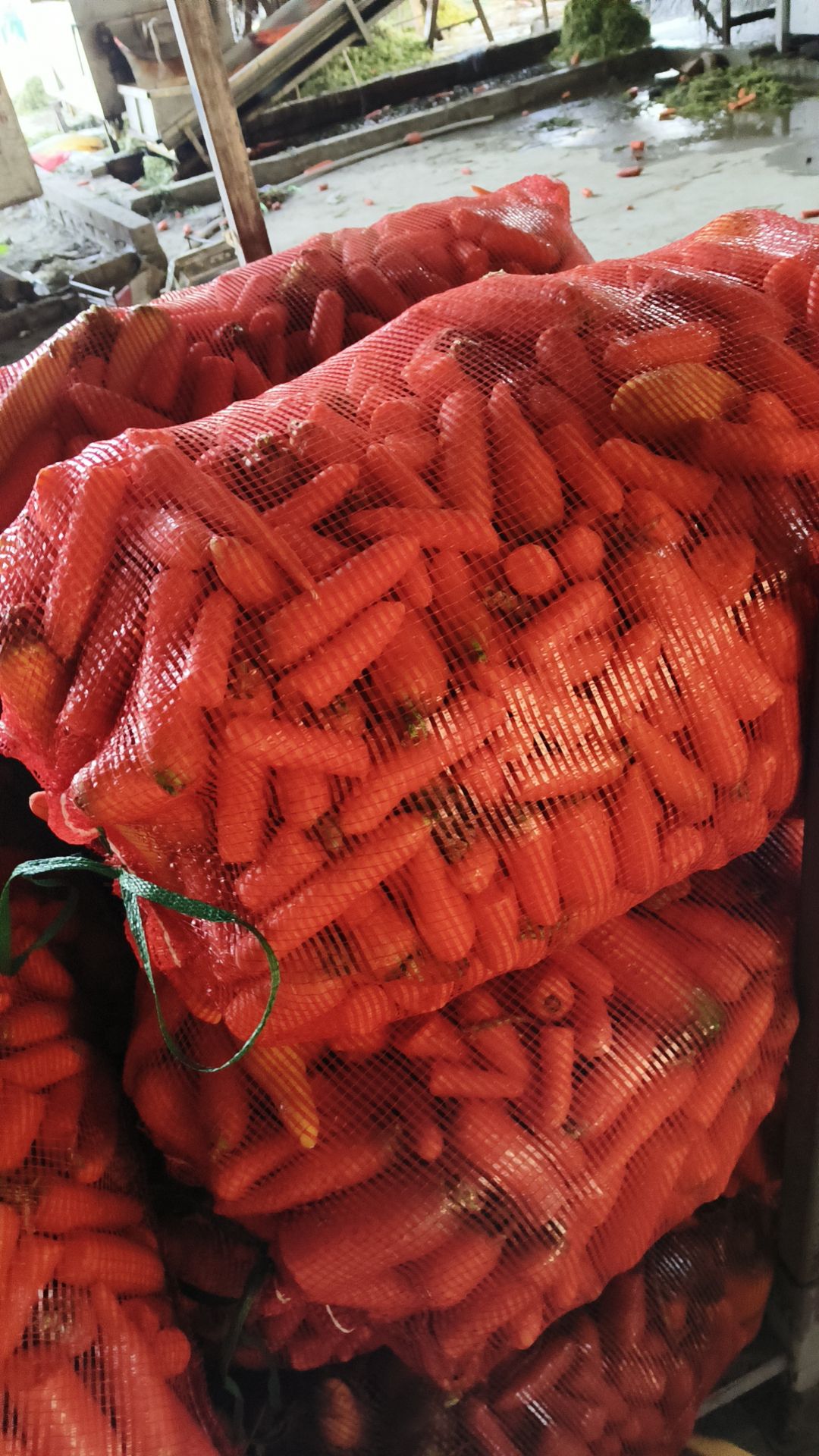 胡萝卜渣加工厂，养殖场
