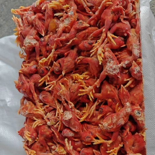 莘县脱毛小鸡