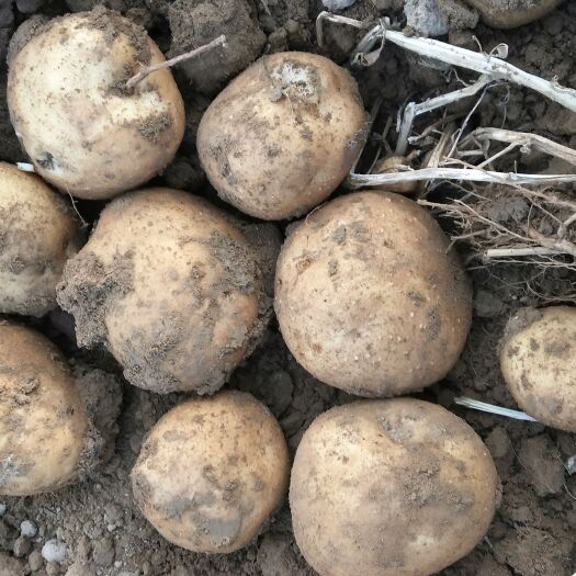 民勤县甘肃大西洋土豆商量薯大量有货