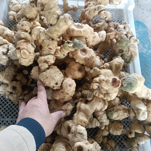 乐山出售鲜货峨眉山地区鲜黄精