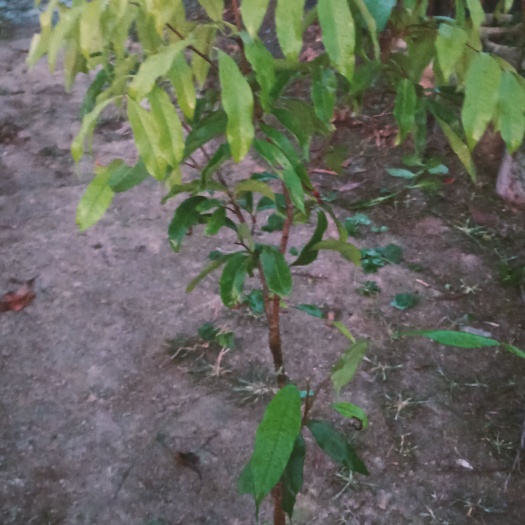 普宁市桂味茘枝苗