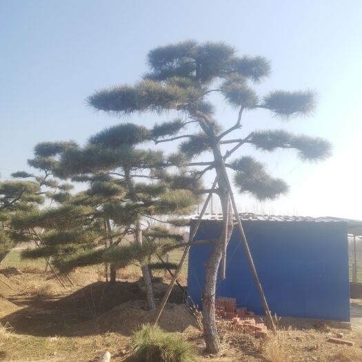 造型黑松