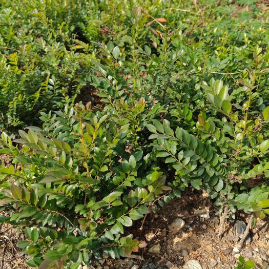 博罗县黑骨茶苗30公分高，便宜出，清场