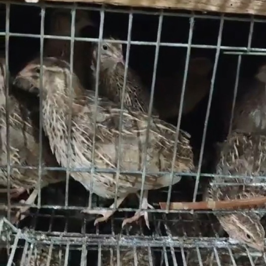 连云港大种产蛋王鹌鹑爱沙尼亚鹌鹑沙维鹌鹑