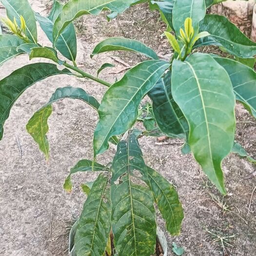 普宁市冬蜜黄晶果苗