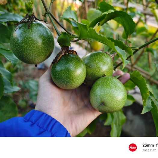 化州市百香果新品种种苗