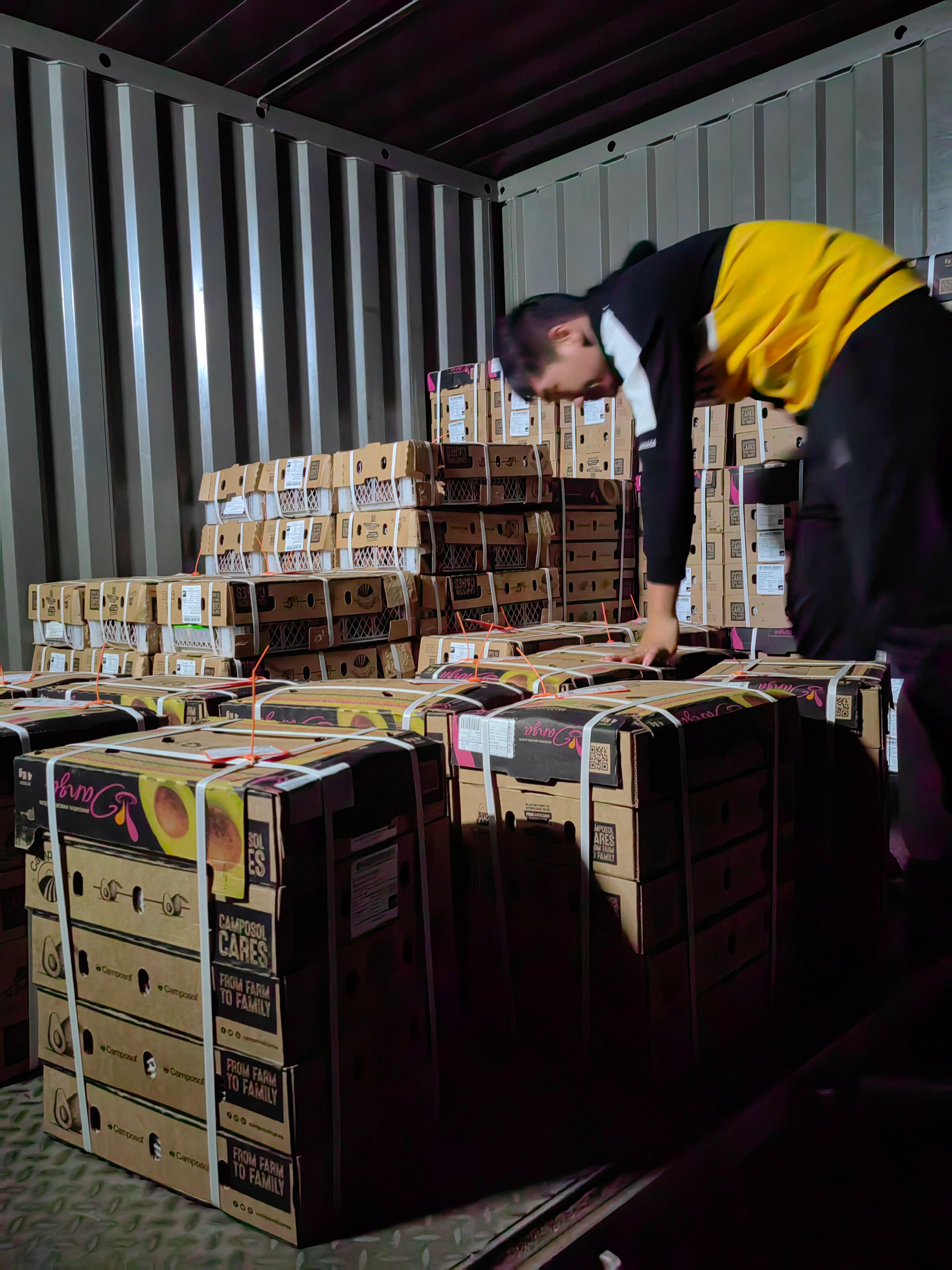 现剥牛油果核（用于提炼香料，可种植）