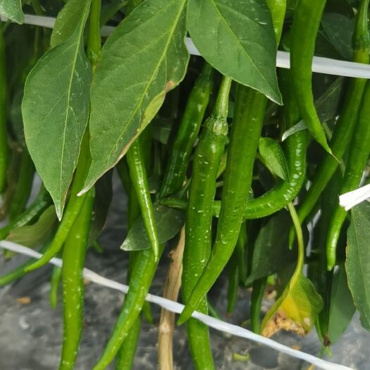雷州市3号辣椒（3号青线椒）、第一次摘，皮靓、肉嫩