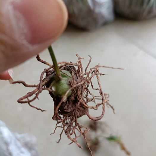 荣县老虎姜籽育苗