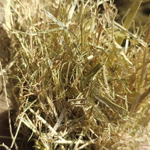 唐山风选铡段除尘稻草