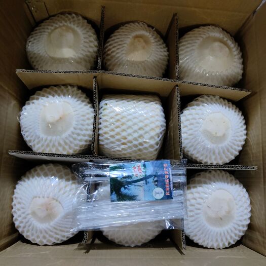 文昌市海南文昌椰子去皮椰青果园直采现摘直发一手货源稳定实惠包邮全国