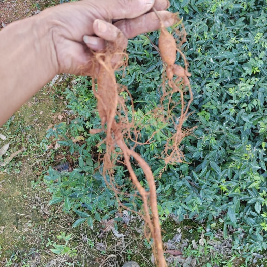 小叶牛大力苗