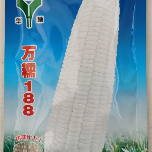 济南万糯188、2000白甜糯玉米种子大棒型春秋南北华穗公司正品