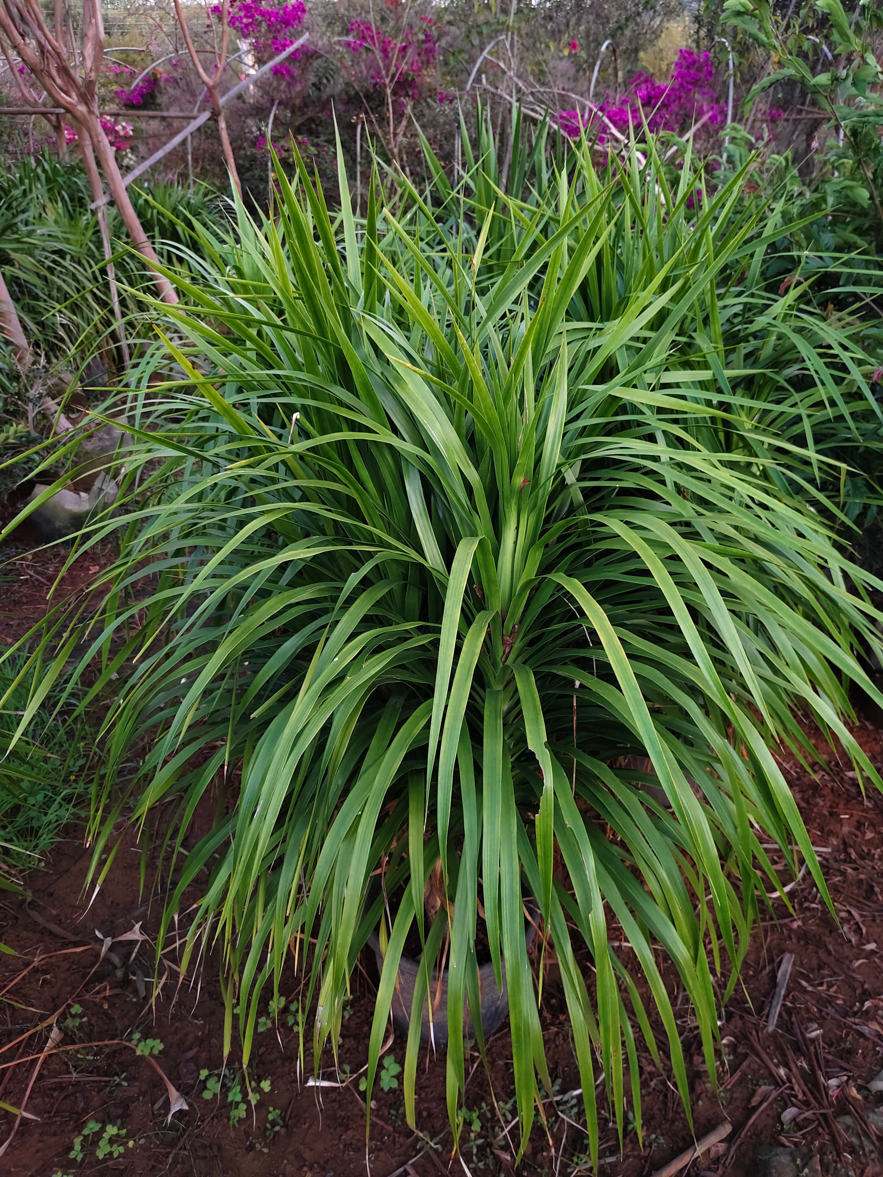 龙血树