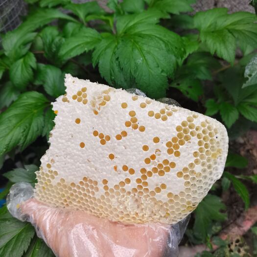 百色货源充足