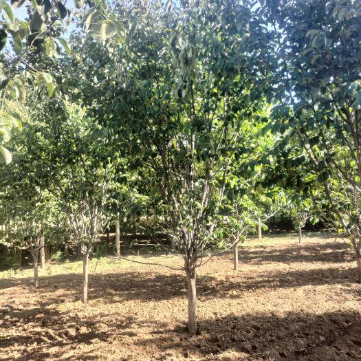 菏泽10公分木瓜海棠，2-20木瓜木瓜海棠量大