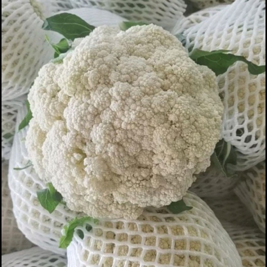 漳浦县青梗有机花菜，