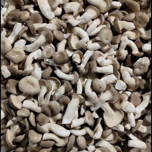 常州秀珍菇