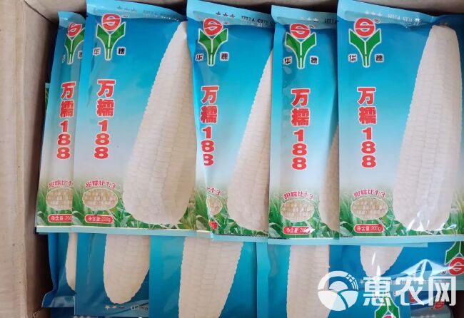 万糯188、2000白甜糯玉米种子大棒型春秋南北华穗公司正品