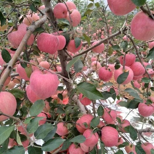 蒙阴县山东红富士苹果，条纹全红脆甜苹果，保质保量货源充足，全国发货