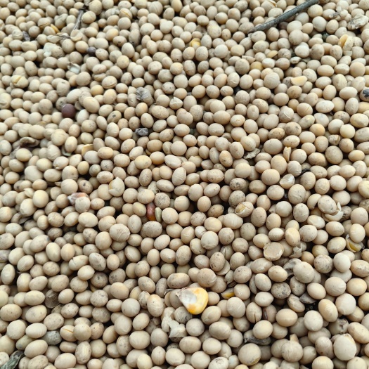 青县冀豆12黄豆高蛋白46