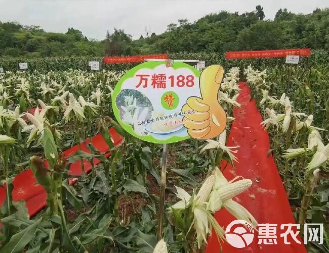 万糯188、2000白甜糯玉米种子大棒型春秋南北华穗公司正品