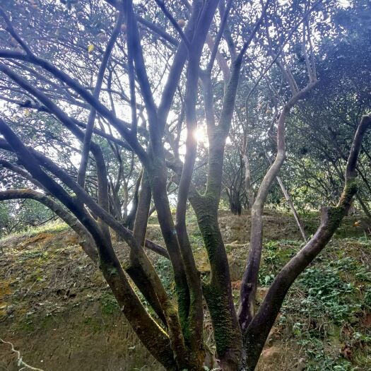 钦州50年老树茶枝柑果