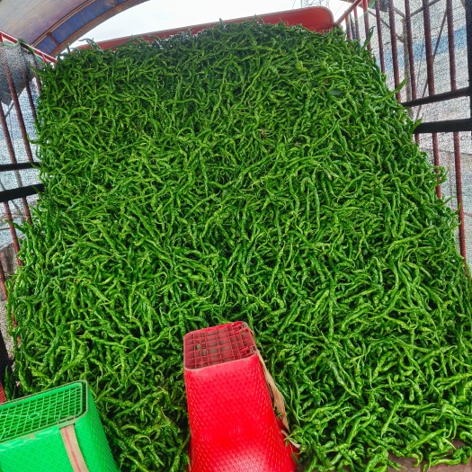 西昌市新鲜螺丝椒