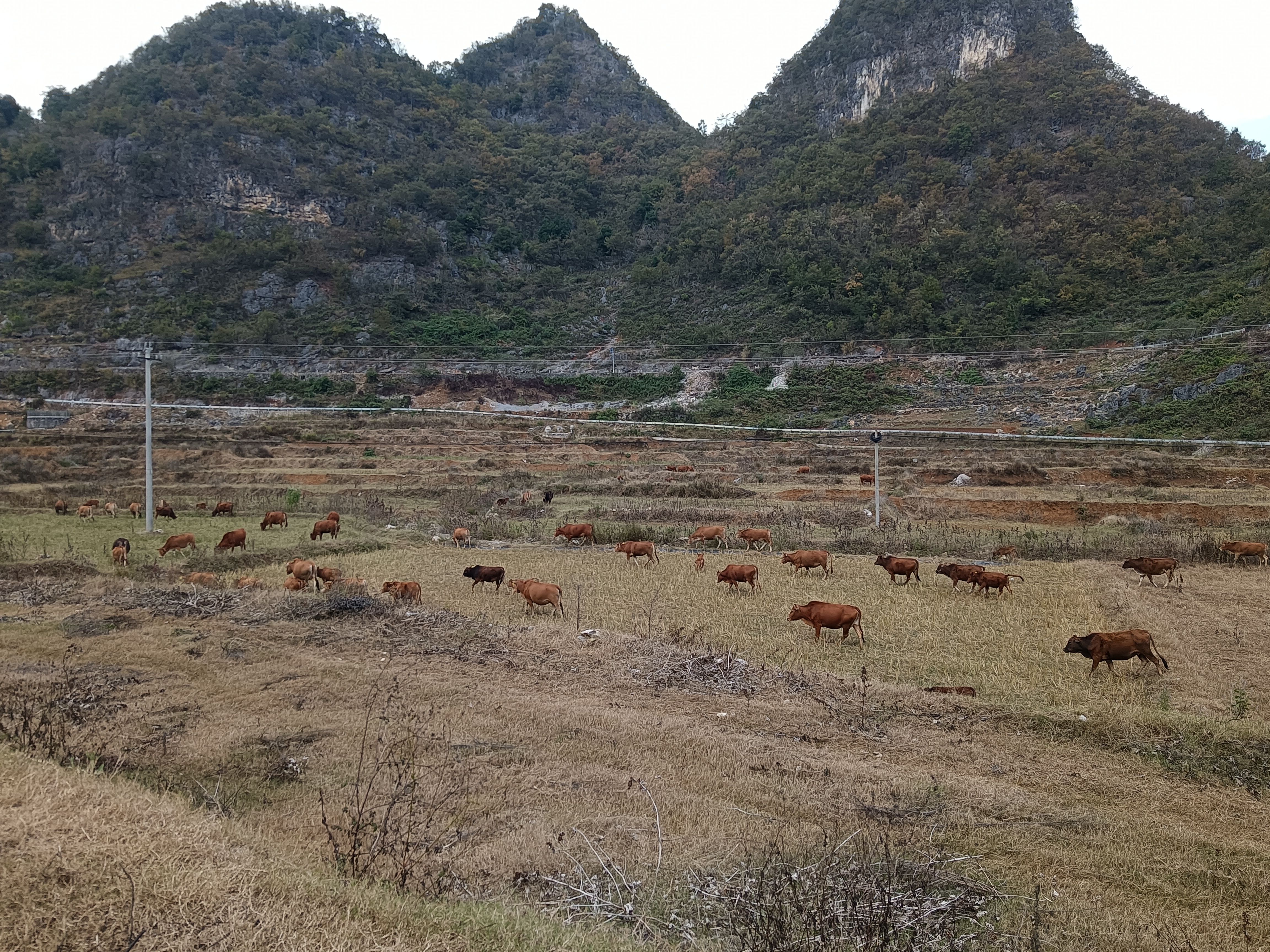 牛肉 你腩 牛筋 牛干巴