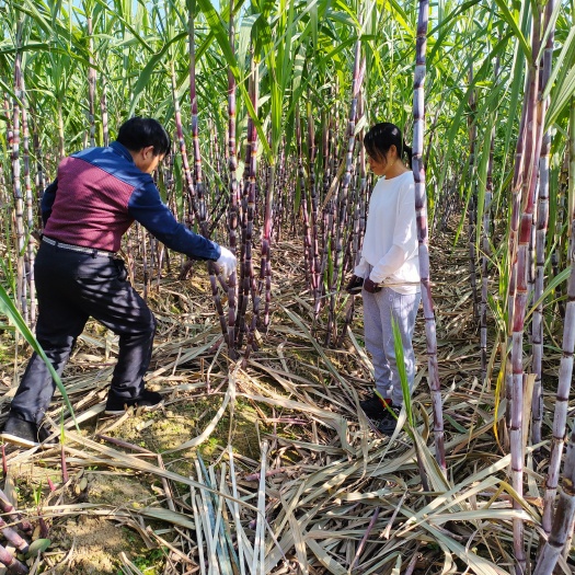 慈利县甘蔗糖