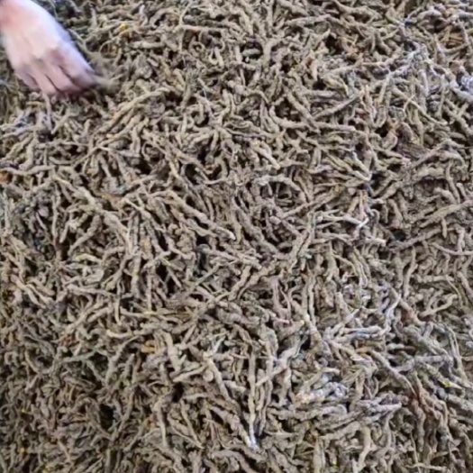 石柱一级黄连全干