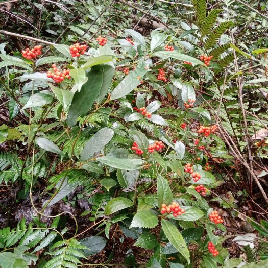 灵川县草珊瑚又名九节茶