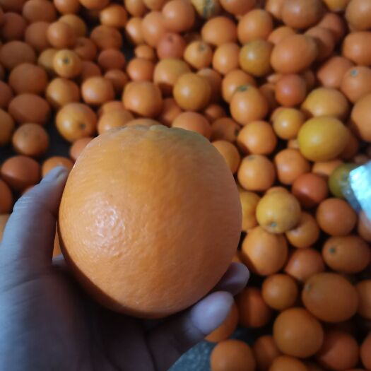 麻阳县麻阳纽荷尔挤橙