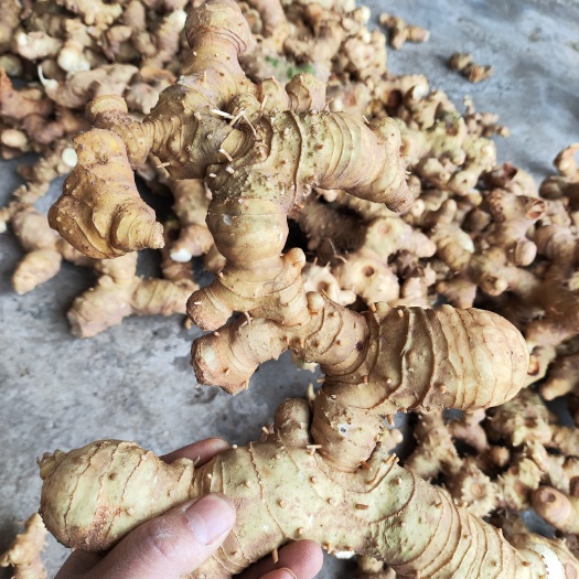 大竹县四川不倒苗姜型甜黄精