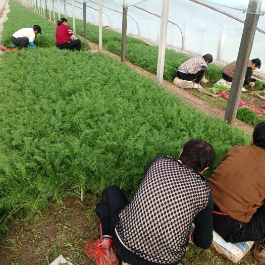 临邑县茴香苗