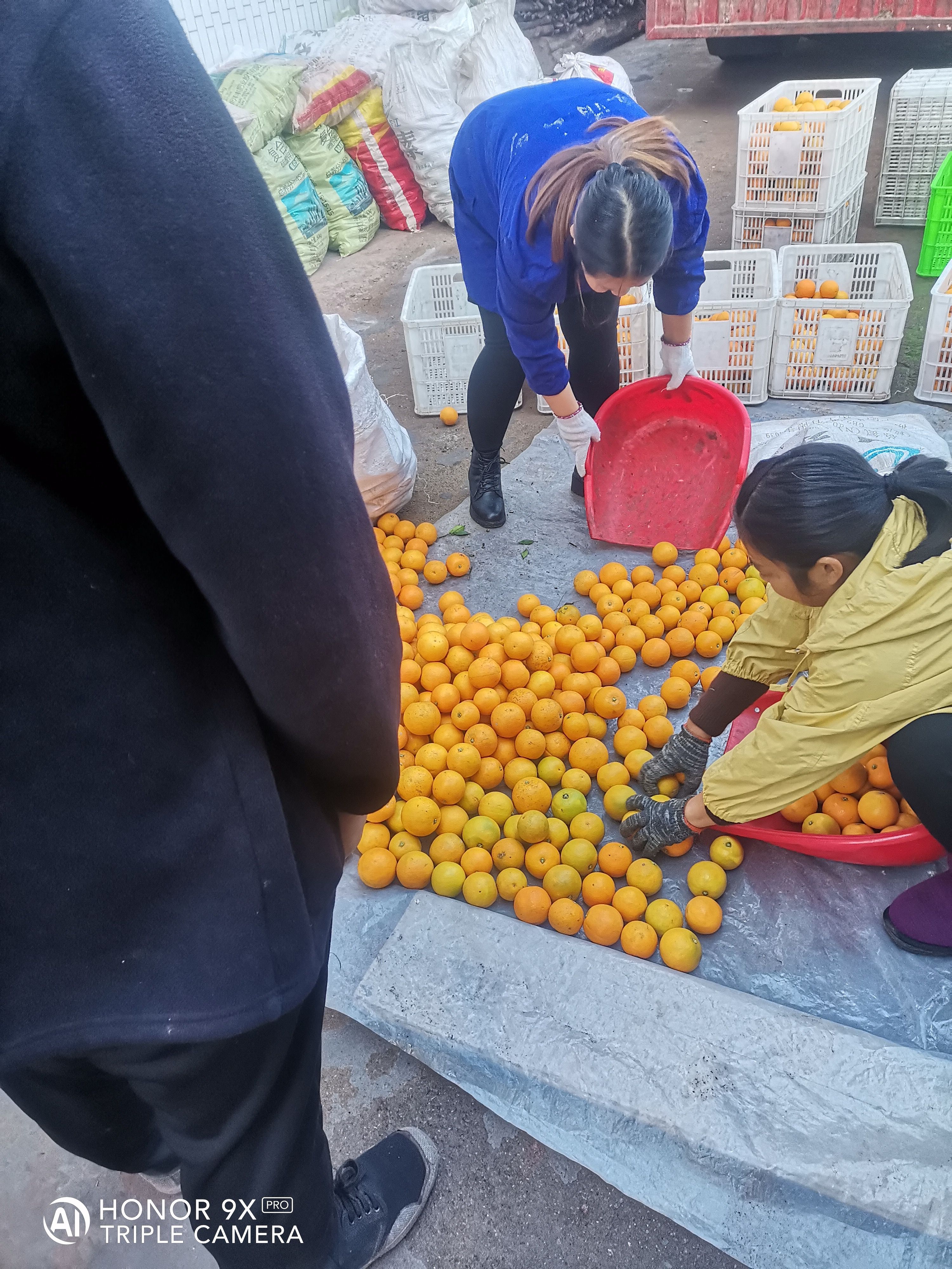 麻阳冰糖橙