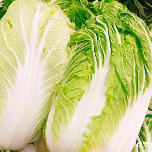 陇南青杂大白菜