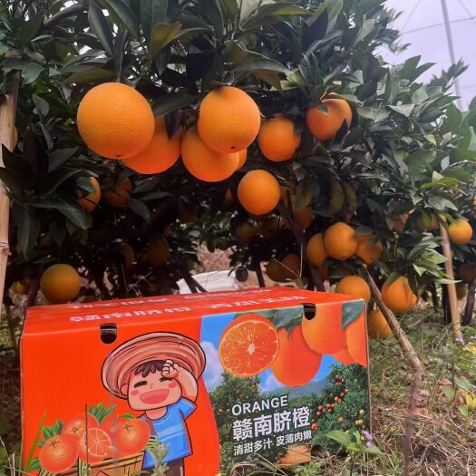寻乌县江西寻乌赣南脐橙，皮薄水多、入口化渣、应季鲜果清甜爽口