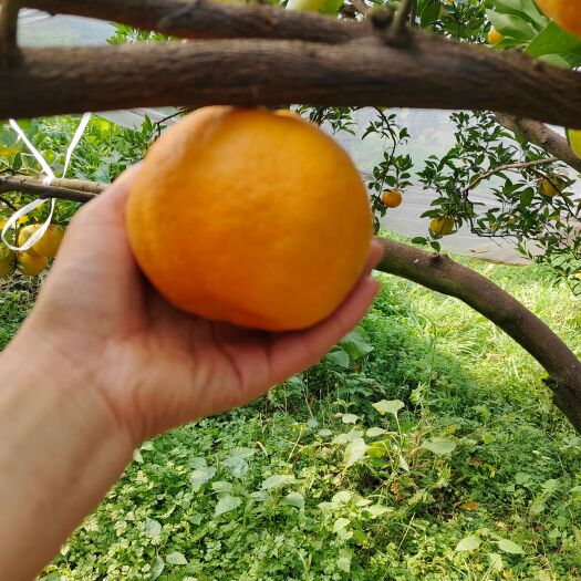 荣县碰柑