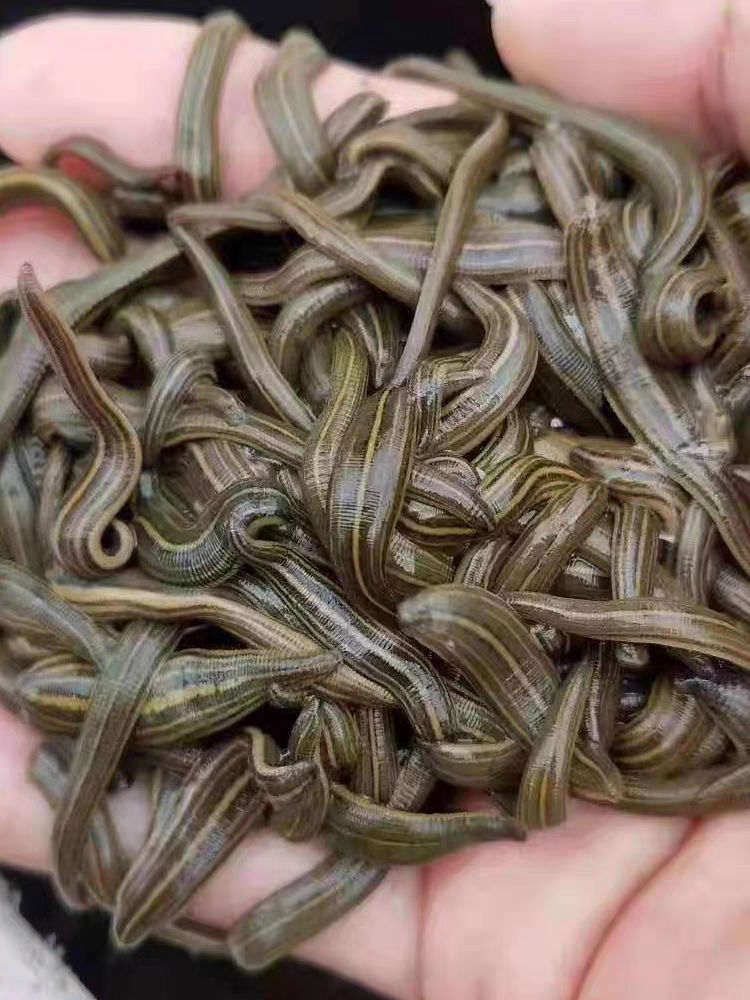 医蛭蚂蟥活体活水蛭吸血蚂蝗水蛭素