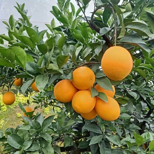 寻乌县赣南脐橙