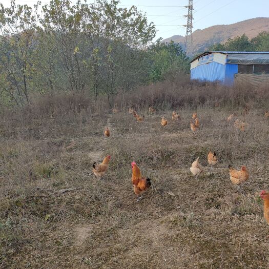 荒山放养土鸡！需要的联系