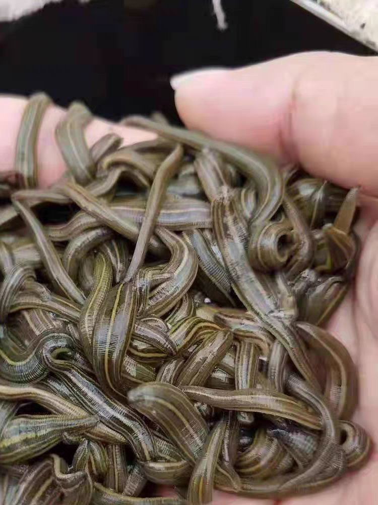 医蛭蚂蟥活体活水蛭吸血蚂蝗水蛭素