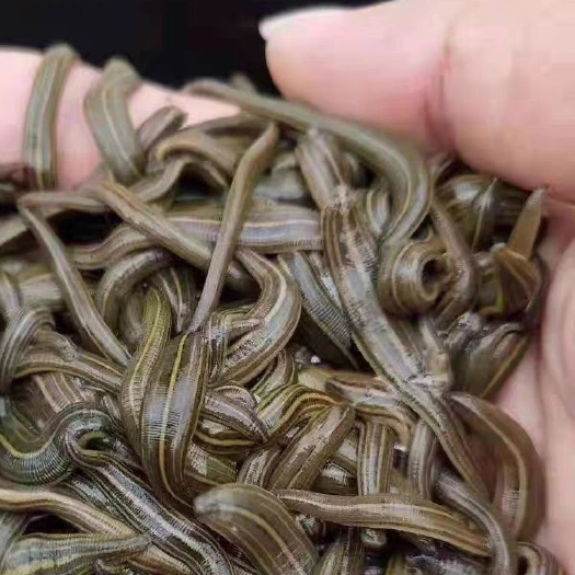 监利市医蛭蚂蟥活体药用活水蛭吸血蚂蝗水蛭素